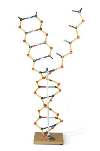 3B Scientific W19801 DNA RNA Model, 50cm Height Brand New!