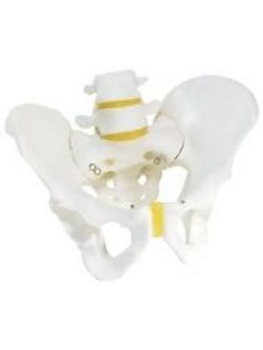 MALE Pelvic Skeleton,  Pelvis Skeleton Model