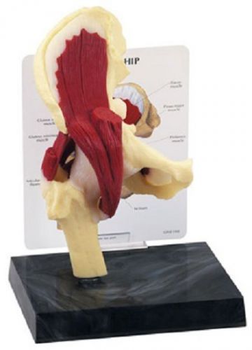 NEW Anatomical Human Muscled Hip Joint Model
