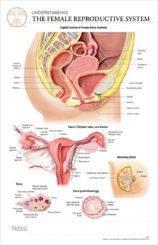 11x17 post-it anatomy chart: female reproductive system for sale