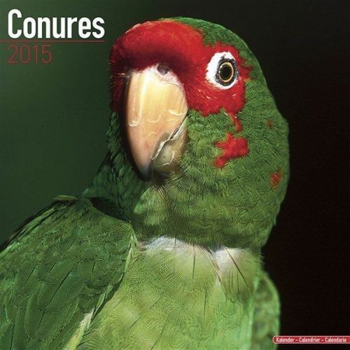 NEW 2015 Conures Wall Calendar by Avonside- Free Priority Shipping!