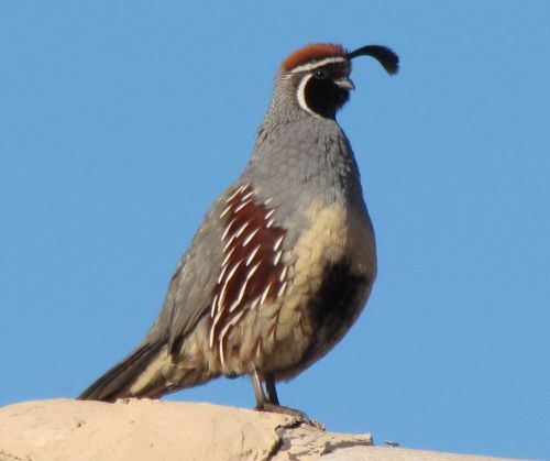 15+ gamble quail hatching eggs, npip flock, for incubation for sale