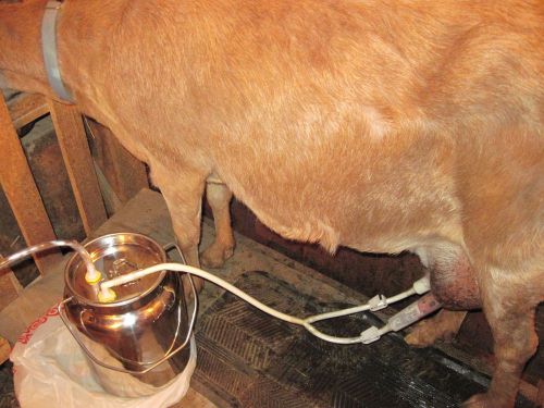 goat milking machine--1 gallon size