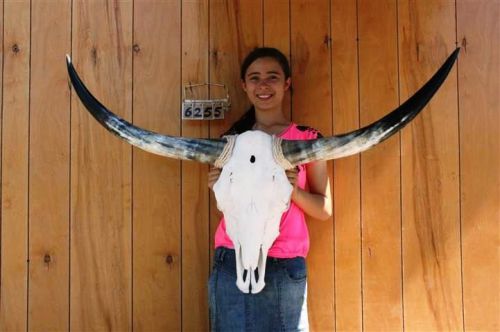 Steer skull long horns 4&#039; 0&#034; cow bull skulls horn h6255 for sale