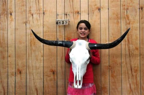 Steer skull and 3 ft 4&#034; in long horns cow longhorns h6523 for sale