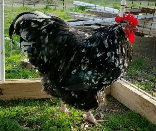 NPIP 8+ Autumn Farms/Ewe Crazy English Mottled Spangled Orpington Fertile Eggs