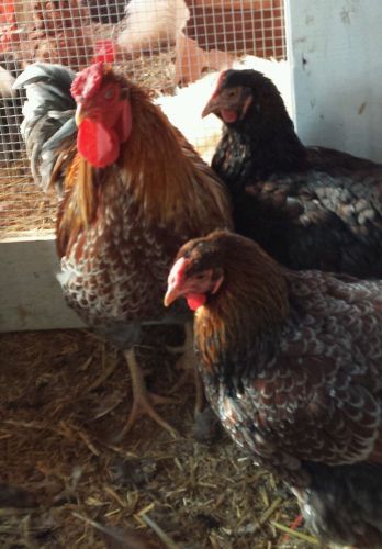 6+ Blue Laced Red Wyandotte Hatching Eggs NPIP