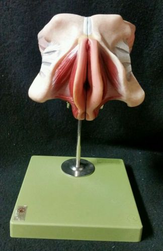 SOMSO Female Genital Organs w/ rectum and urinary bladder - 4 parts MS5/1