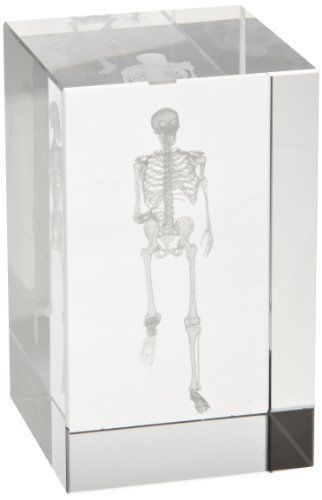3B Scientific Medart Glass Block Skeleton Model  2&#034; Length x 2&#034; Width x 3.1&#034; Hei