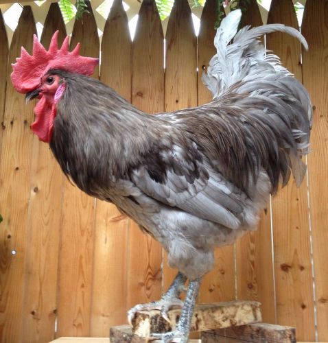 NEW JERSEY GIANT ONLY BLUE OR SPLASH 100%PURE From NEW JERSEY (12) HATCHING EGGS