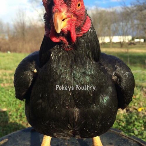 Cornish Bantam Hatching Egg Assortment