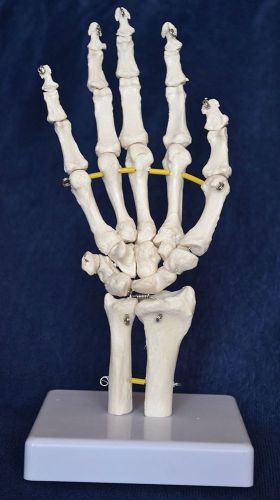 Wellden Product Medical Anatomical Hand Model, Life Size