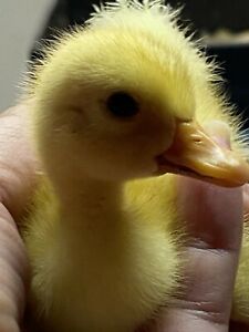 10 + Rare White Flying Mallard Hatching Eggs