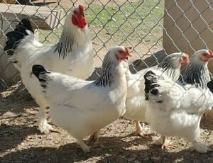 Light Brahma and Dark brahma Hatching Eggs! 10 Eggs