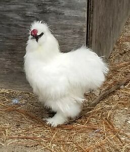 silkie hatching eggs white and paint 10+ read entire listing