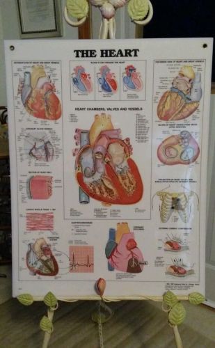 The Heart Vintage Heavy Laminated  Chart Anatomical Chart Company 1982 1987