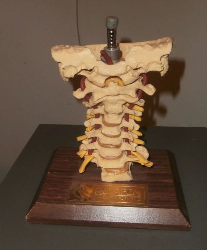 Relafen nabumetone Human neck Anatomical Teaching Model on Base