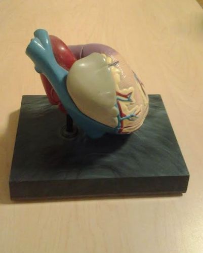 Anatomical Human Heart Model