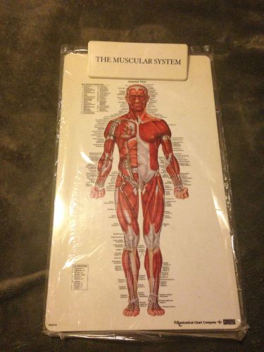 Massage therapy supplies muscular clip board sealed in plastic for sale