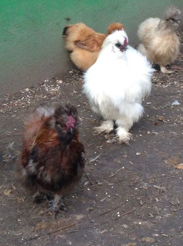 12 white, blue, splash, red and black bearded SQ silkie hatching eggs