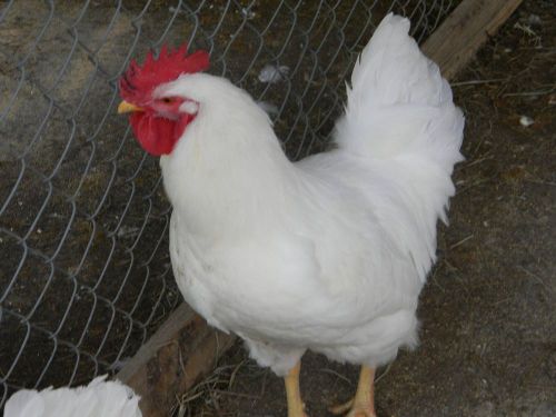 12 + extra (If Available) White Rock Hatching Eggs NPIP Certified GA-1296