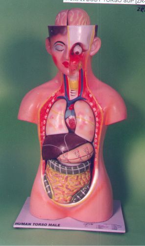 Medical Anatomical Model Human Digestive System