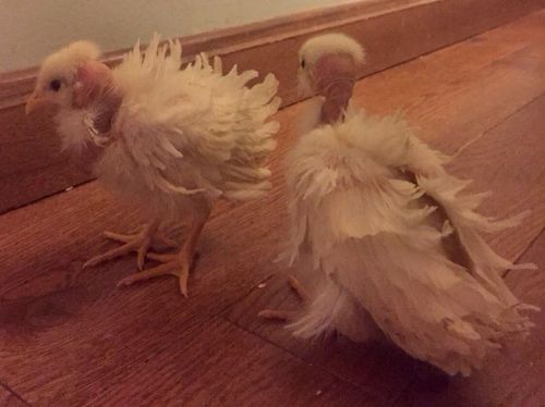 12+ Frizzled Naked Neck Olive Egger Hatching Eggs Rare Breed Chickens!