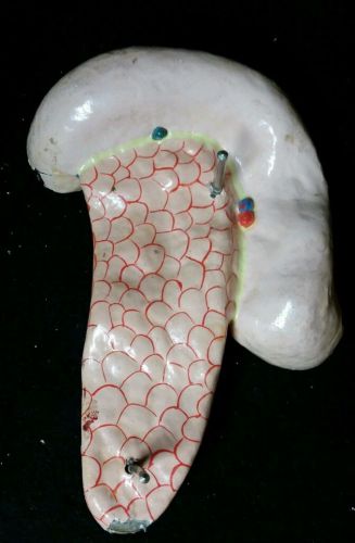 Antique Vintage Paper Mache Clay Adams Pancreas and Duodenum Anatomical Model