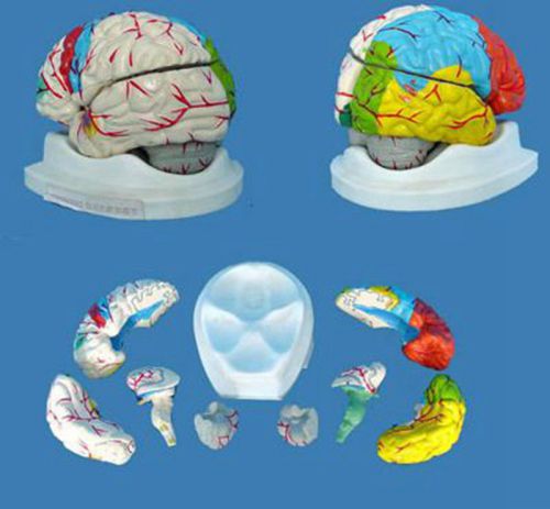 RS Medical Anatomical Human Brain Model With Arteries Life Size DISPLAY TECHING