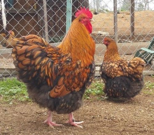 10+ Gold Laced English OrpingtonChicken hatching eggs for sale!