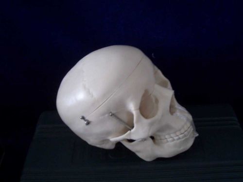Anatomical Model Human Skull Teaching &amp; Education Supplies indo 1