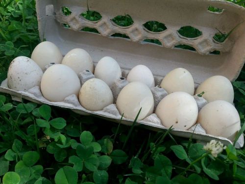 1 Dozen Duck Eggs Fresh Organic Free Range