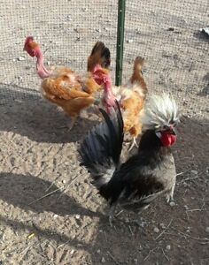 5+ Polish Crested crossed w/ Naked Neck Turkens Chicken Fertile Hatching Eggs