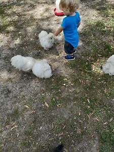 6 Bearded silkie hatching eggs with possible frizzle silkie. Assorted colors!