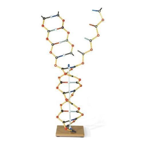 3B Scientific W19801 DNA RNA Model, 50cm Height New
