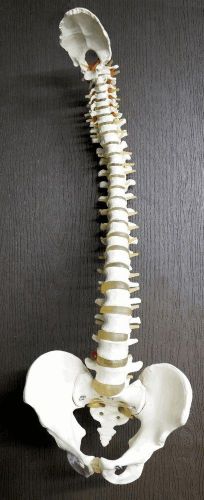 Life Sized Flexible Chiropractic Human Spine Model