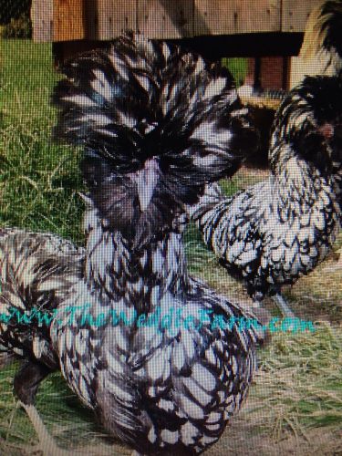 3+ Silver Laced Polish hatching eggs NPIP Pure Stock KY Proud