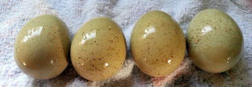 RARE Isbar Chicken Hatching Eggs 4 Moss Green Eggs
