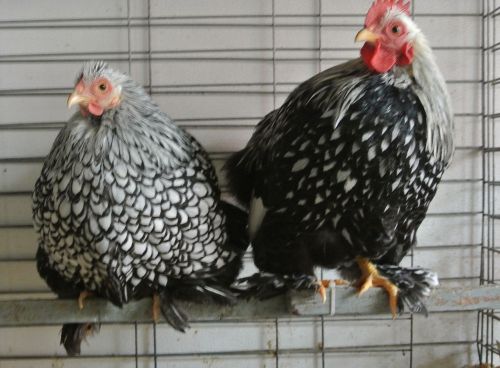 8 SILVER LACED COCHIN BANTAM hatching eggs SUPER SHOW QUALITY BIRDS