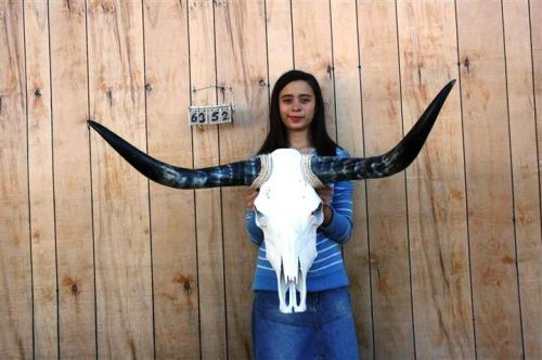 Steer skull long horns 3&#039; 7&#034; cow bull skulls horn h6352 for sale