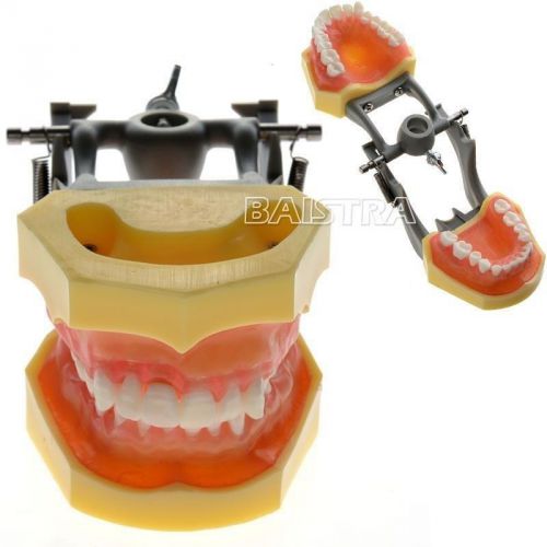 Dental Teach Study Transparent Gums Teeth Model Standard Grey Frame Removeable