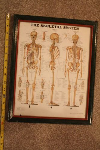 Human skeletal system illus. framed wall chart plaque,doctor office,12.5&#034;x15.5&#034; for sale