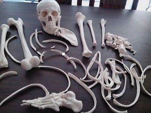 Disarticulated Adult Human Skeleton Medical Specialties