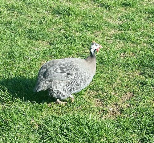 24+ 2 extra Guinea fowl hatching eggs (1 day auction)