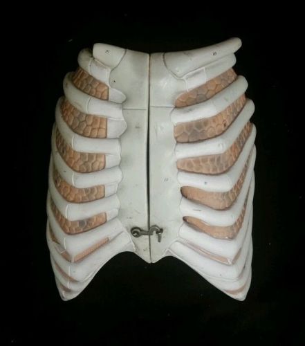 Denoyer Geppert Human Lungs Ribs Anatomical Model Torso Parts