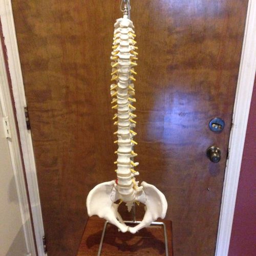 Medical Office Display Life Size 29” Skeleton Spine Vertebral Spinal Column