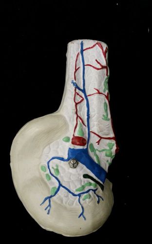 Vintage Pancreas Anatomical Model Anatomy Model