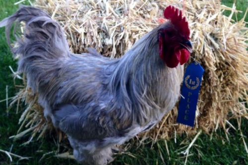 5. + pure English Lavender Orpington hatching eggs NPIP KY Proud Greenfire Farms