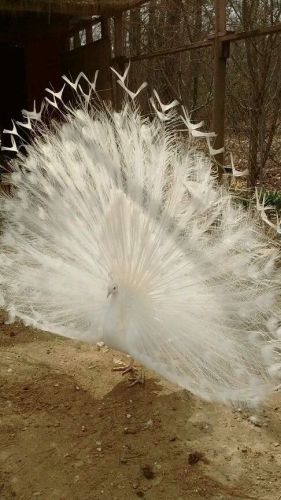Peacock,peafowl, hatching eggs NOT PRESALE!