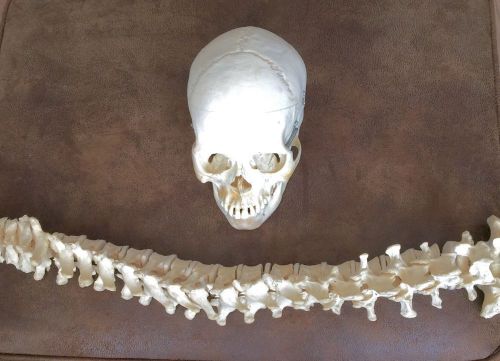 Human adult skull and spine